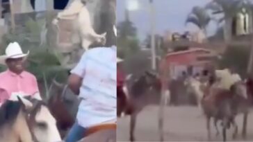 Fieles privan de la vida a un gato por “tradición”