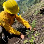 reforestaión Hueyapan