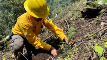 reforestaión Hueyapan