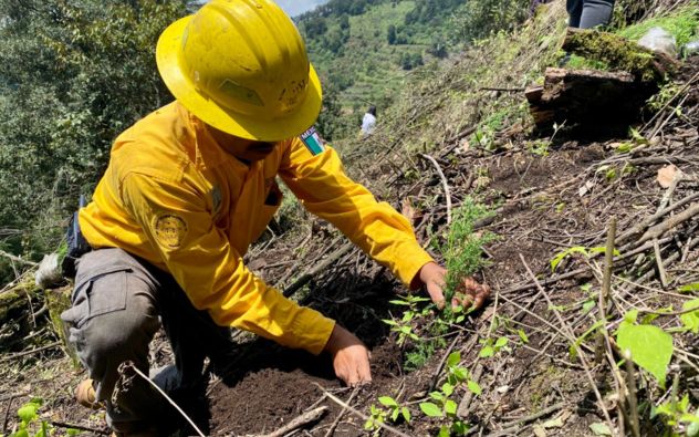 reforestaión Hueyapan