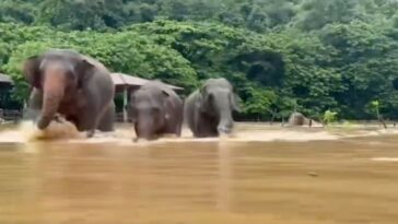 Elefantes se vieron afectados tras inundaciones en Tailandia