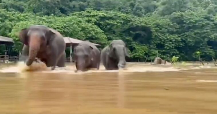 Elefantes se vieron afectados tras inundaciones en Tailandia