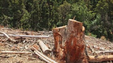 crimen organizado contola los bosques