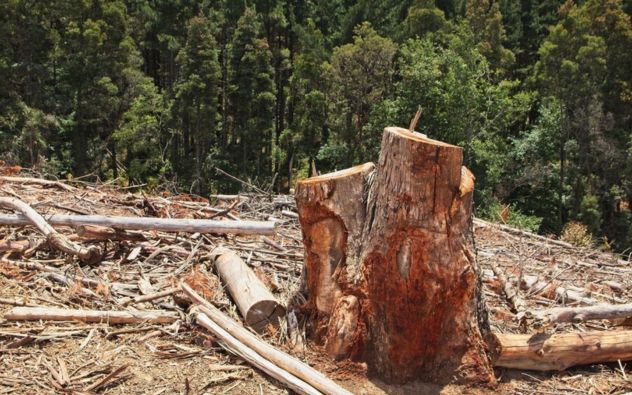 crimen organizado contola los bosques