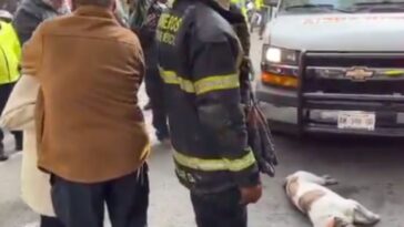 Perrita fallece tras incendio en CDMX y conmueve a internautas