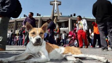 Perritos abandonados el 12 de diciembre esperan ser adoptados