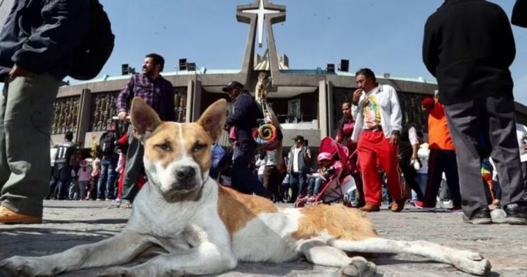 Perritos abandonados el 12 de diciembre esperan ser adoptados