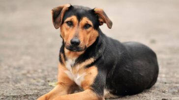 El Registro Único de Mascotas y esterilización gratuita llegó a Tetecalita