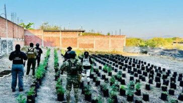 Decomisan marihuana en Ayala