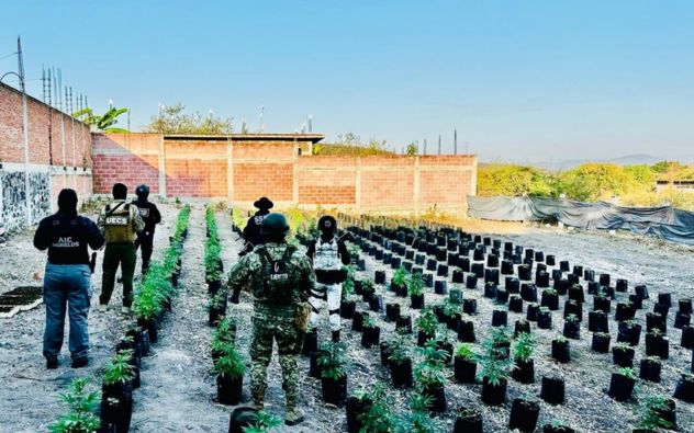 Decomisan marihuana en Ayala